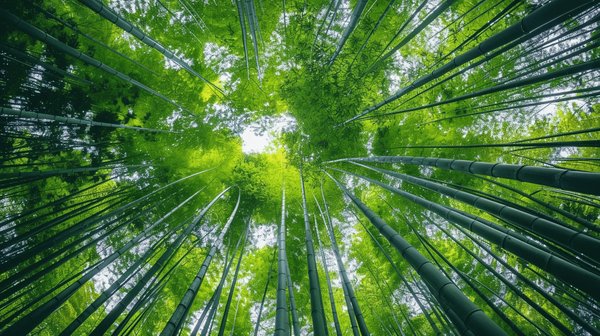 Comment préparer une visite de la forêt de bambous d'Arashiyama à Kyoto, Japon?