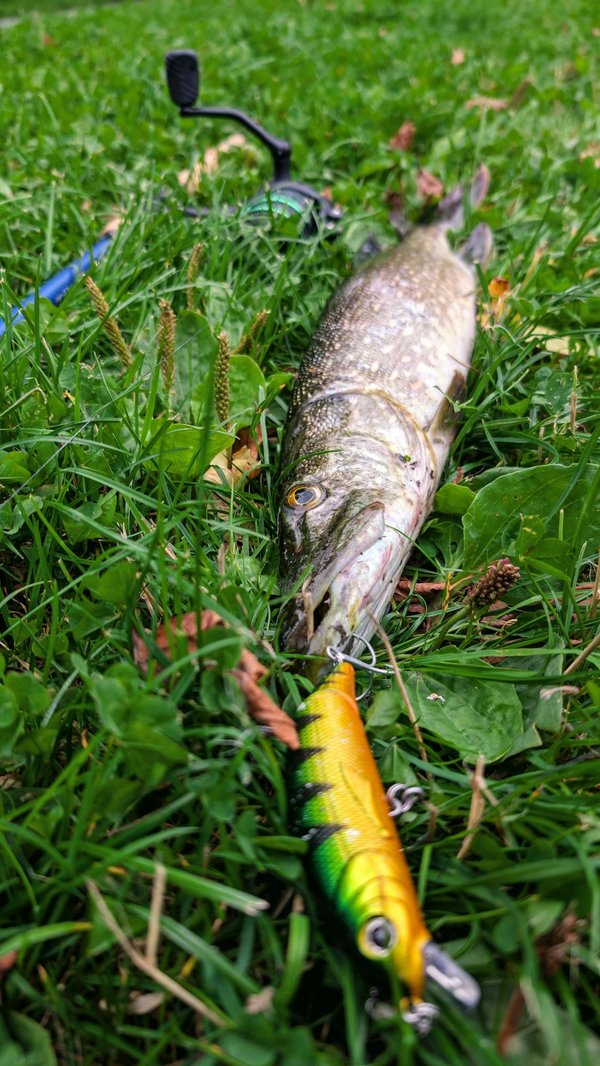 Bien choisir le matériel de pêche carnassiers le plus adapté